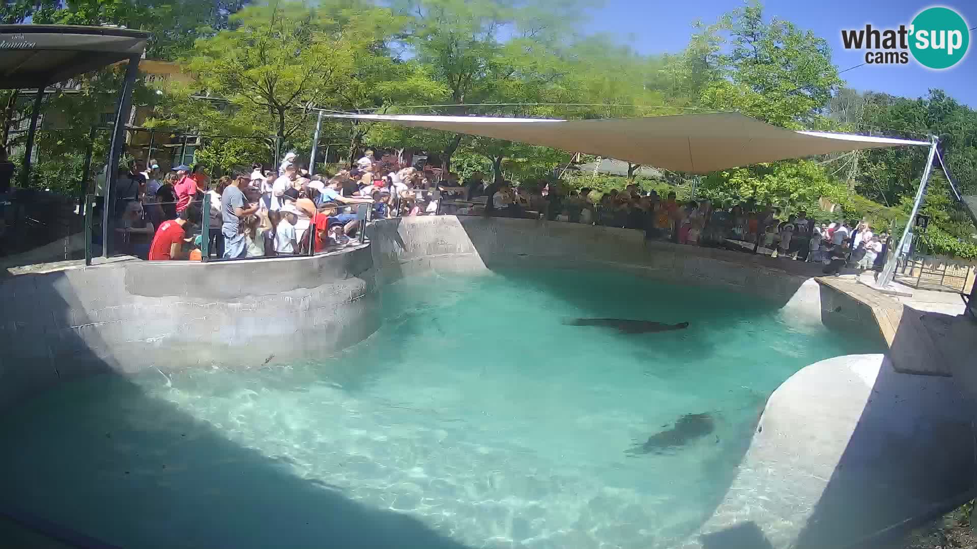 Zoo Zagreb –  León marino de California