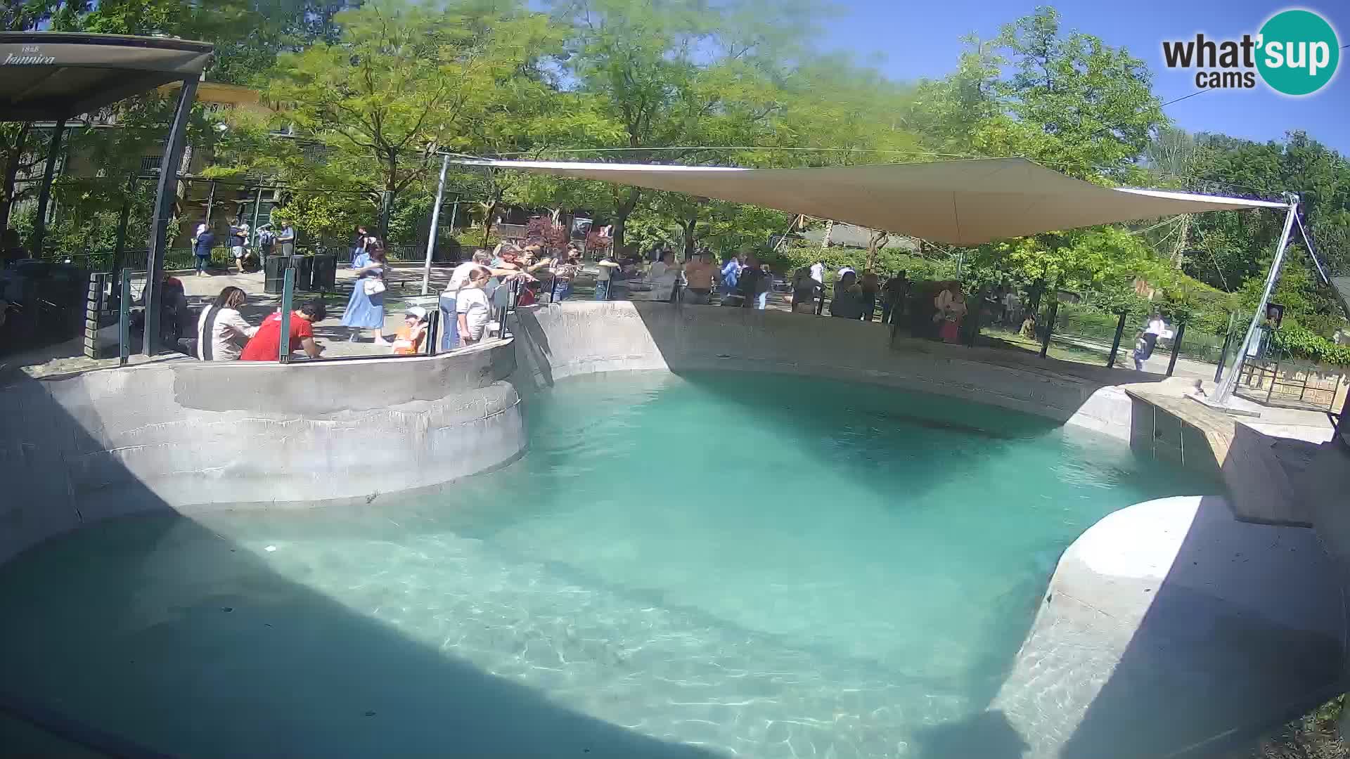Zoo Zagreb – California Sea Lion