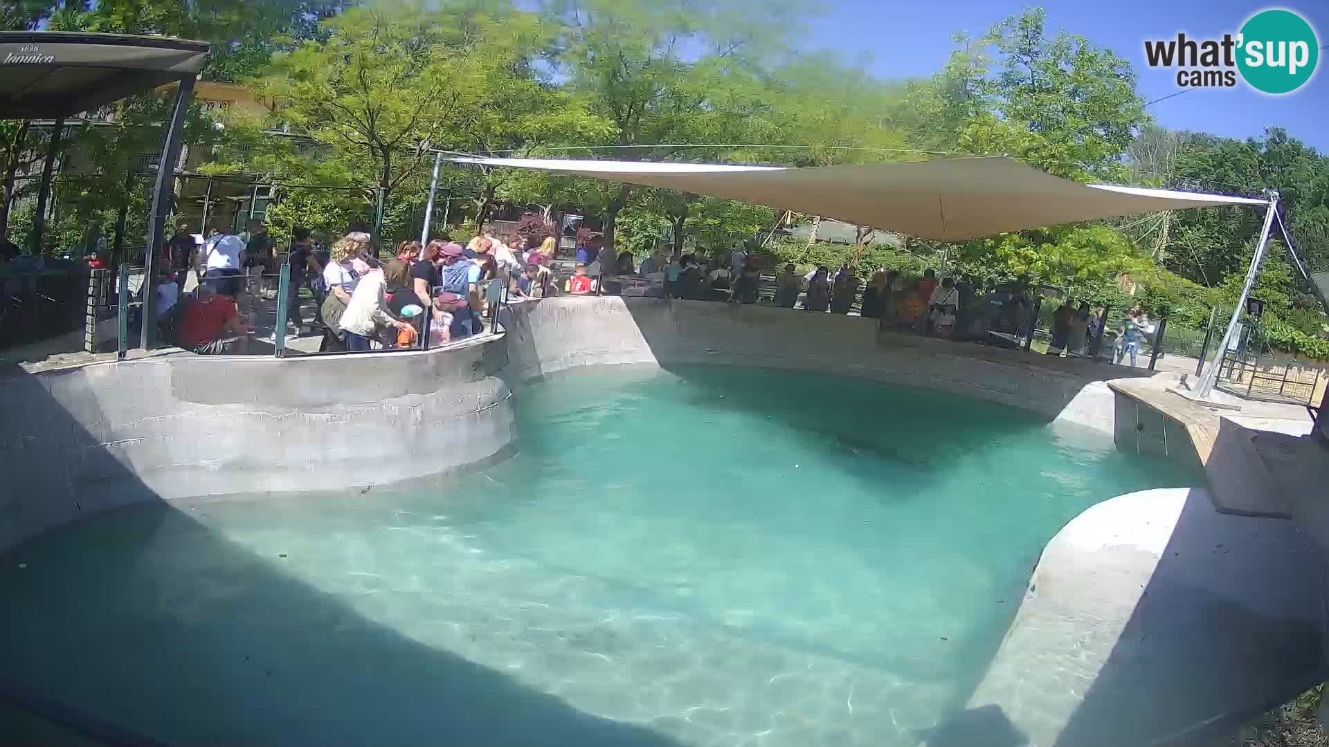 Zoo Zagreb – Otaria della California