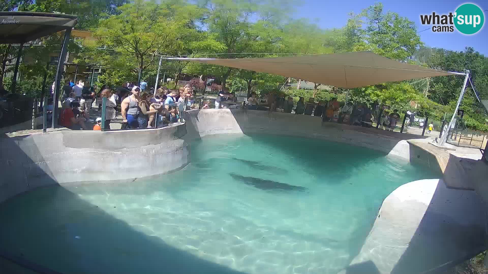 Zoo Zagreb – California Sea Lion