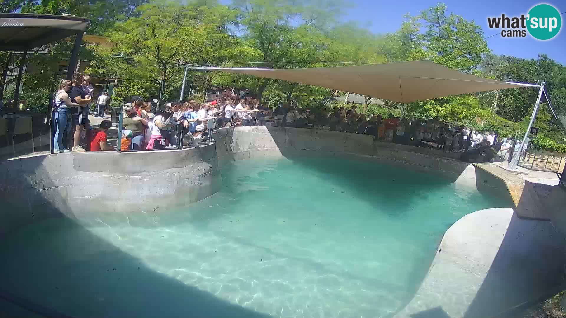 Zoo Zagreb –  León marino de California