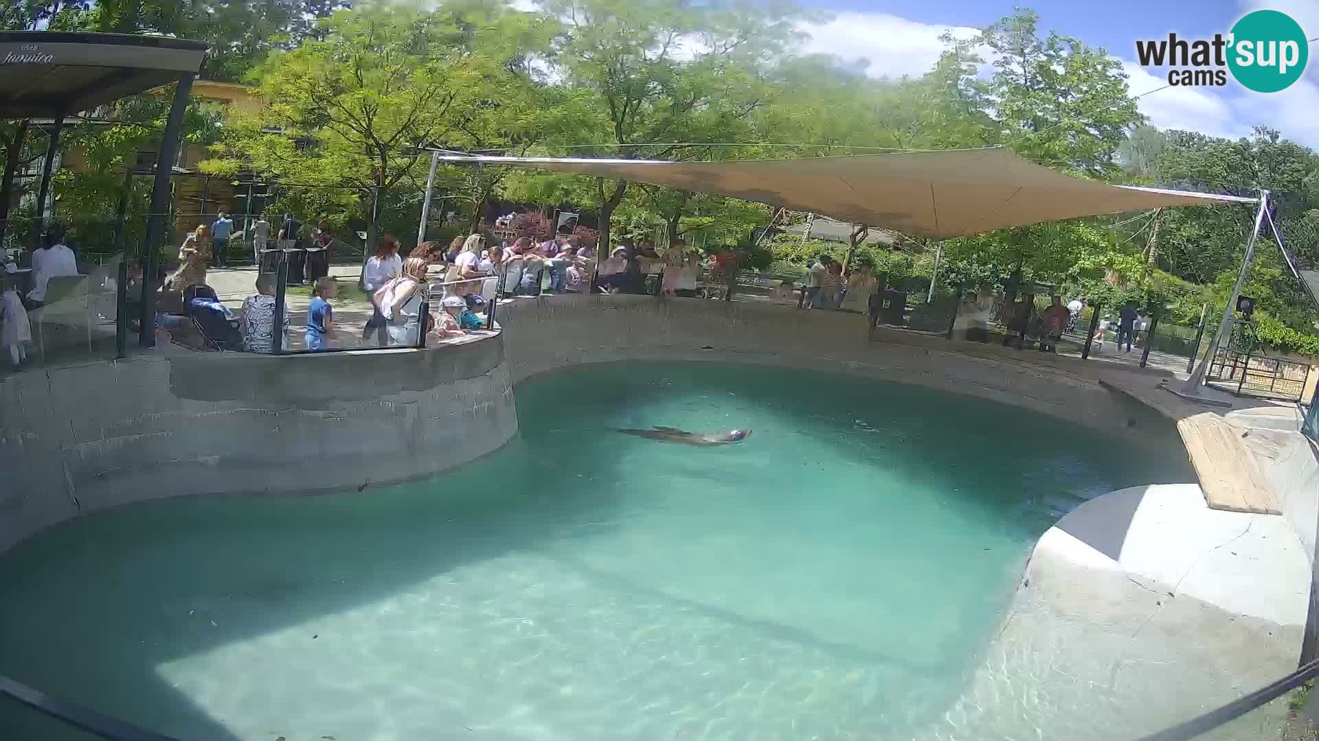 Zoo Zagreb – Kalifornijski morski lav