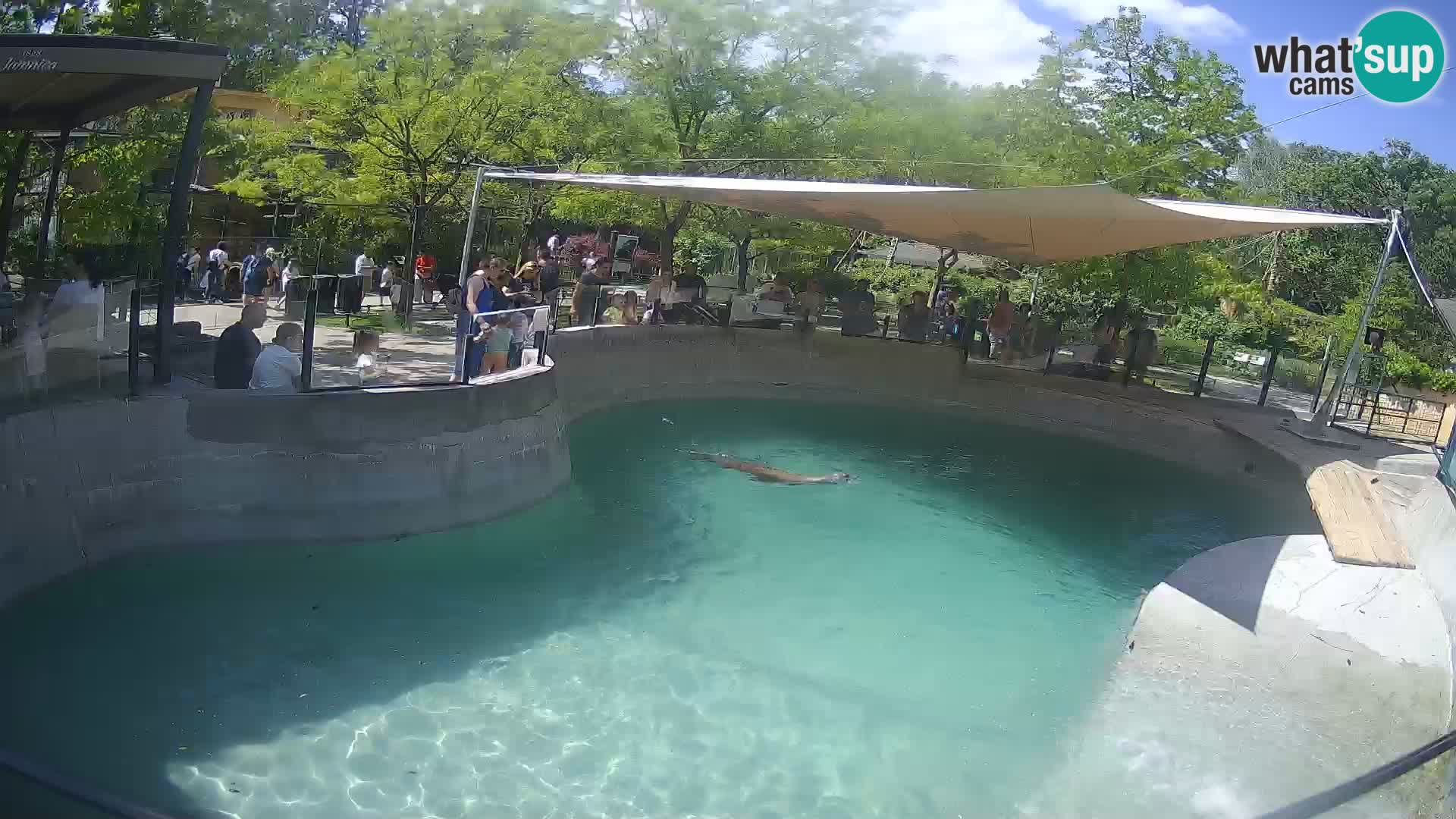 Zoo Zagreb –  León marino de California