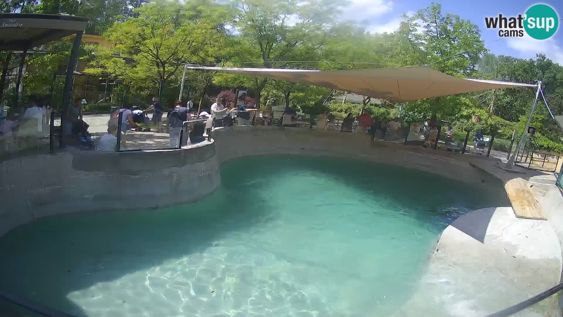 Zoo Zagreb – California Sea Lion