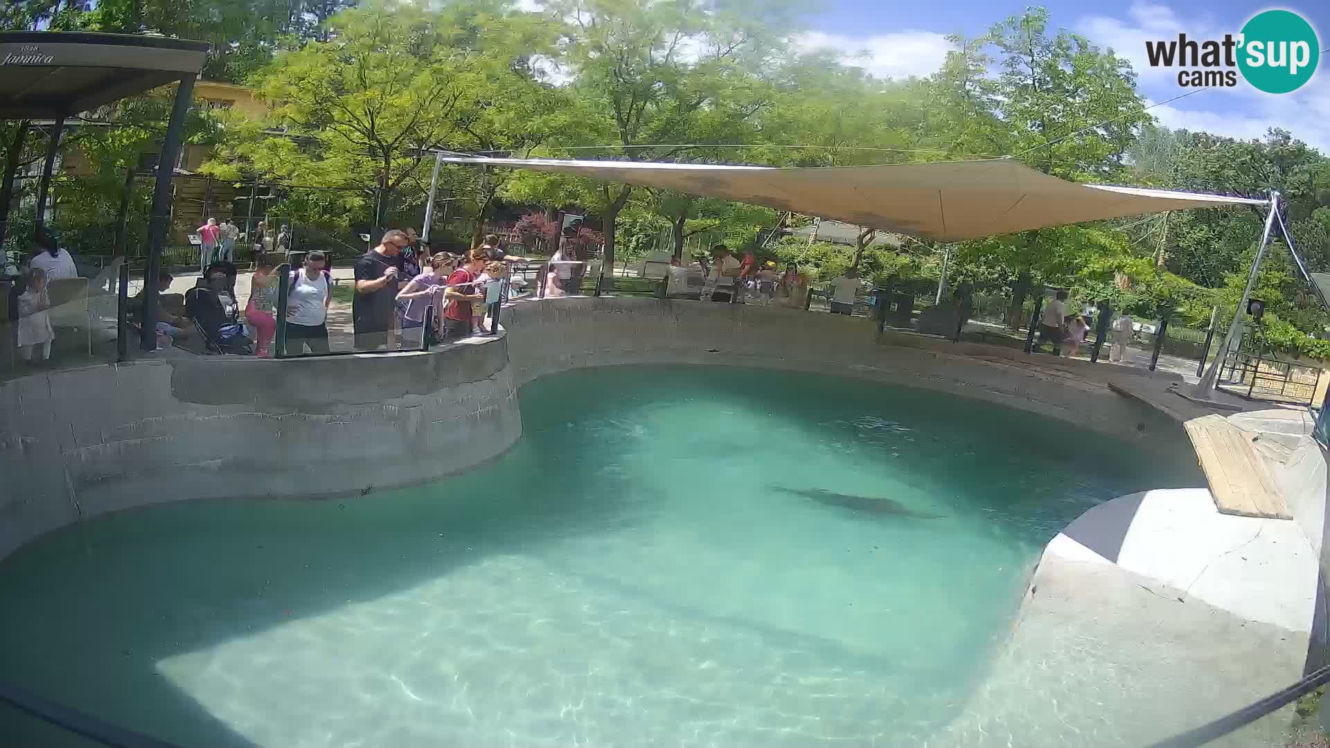 Zoo Zagreb –  León marino de California