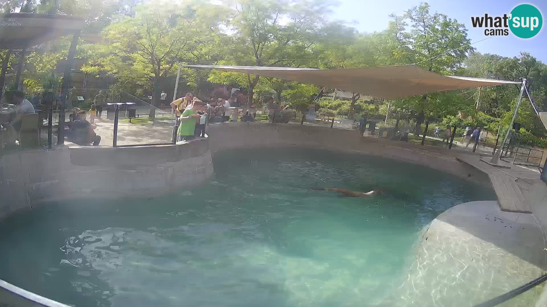 Zoo Zagreb – Kalifornijski morski lav