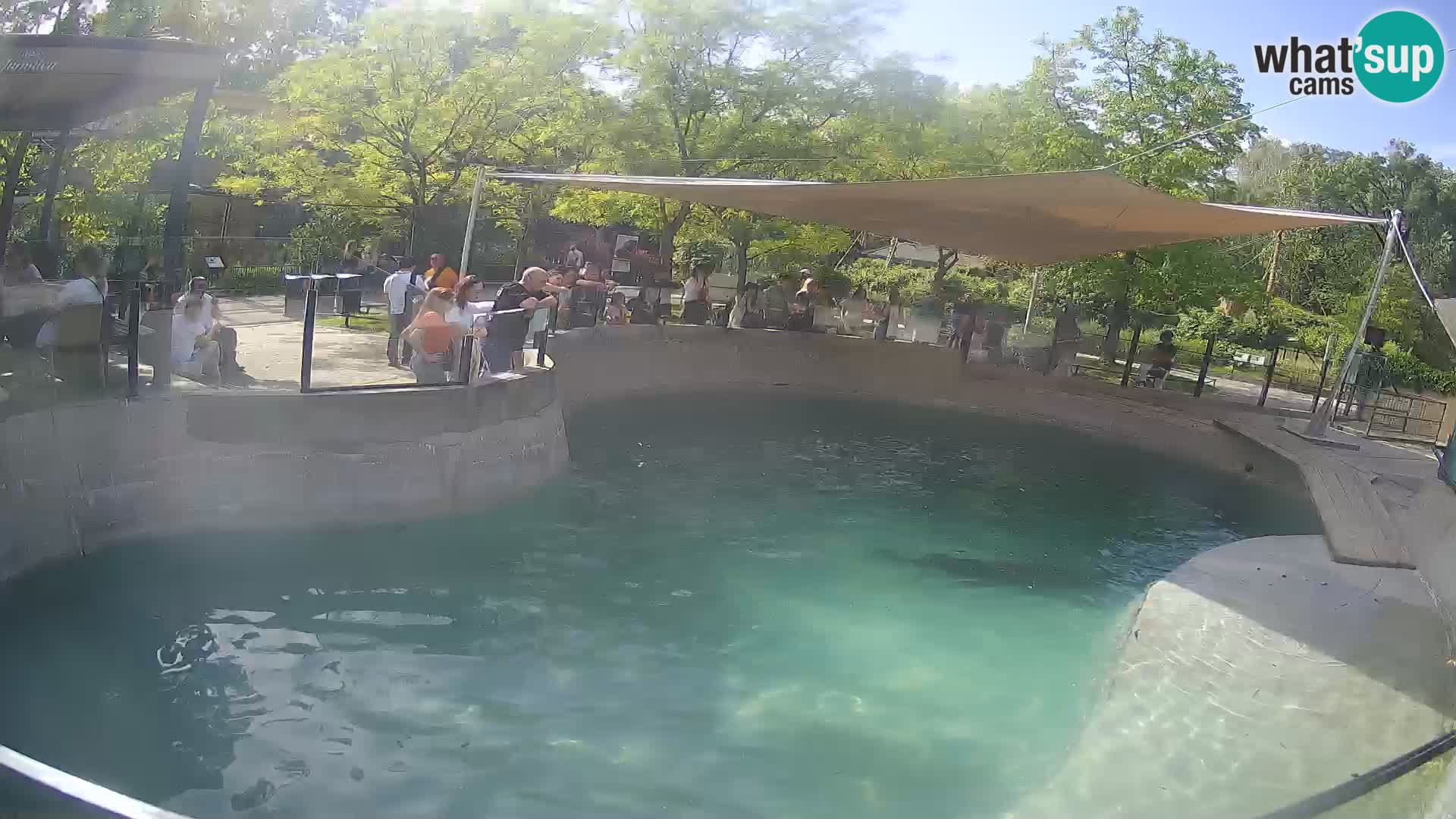 Zoo Zagreb – Otaria della California