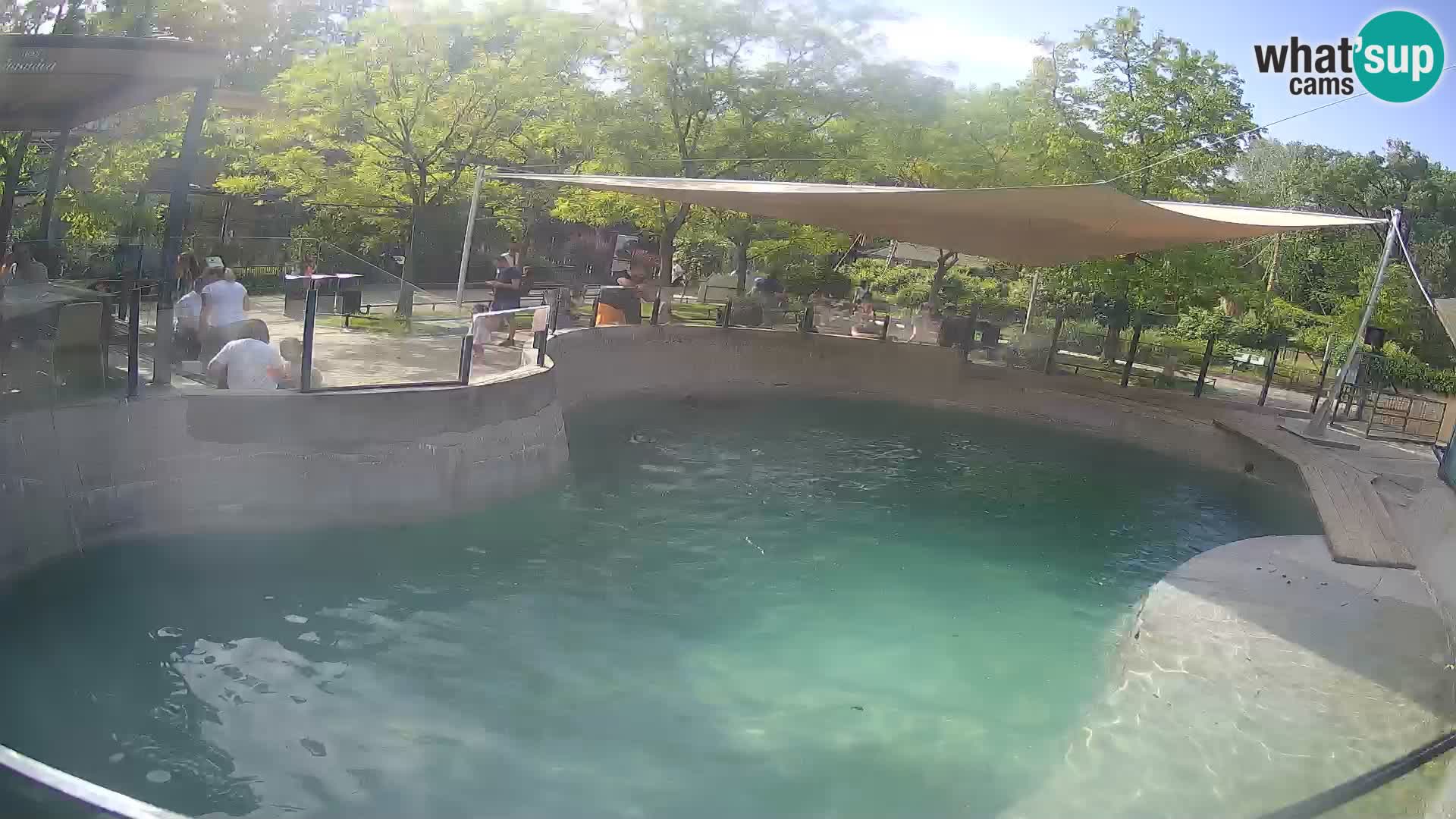 Zoo Zagreb – California Sea Lion
