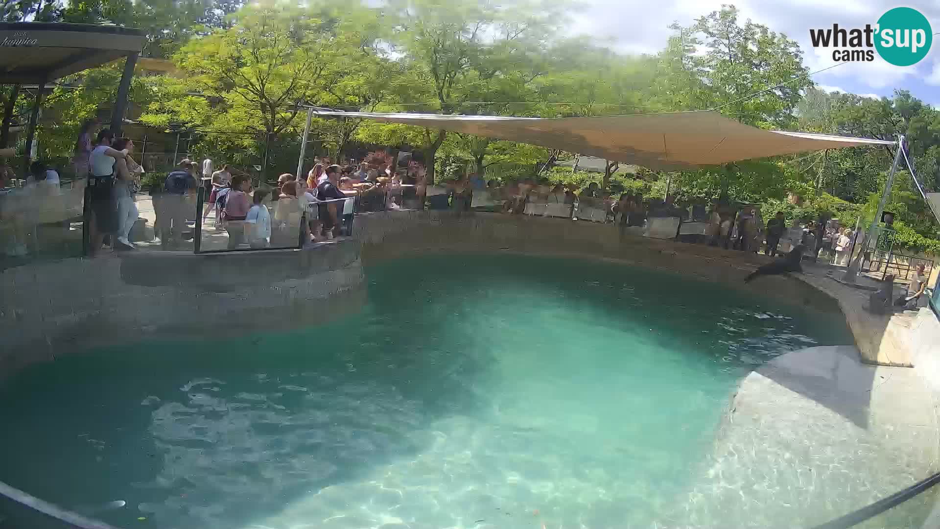 Zoo Zagreb – California Sea Lion