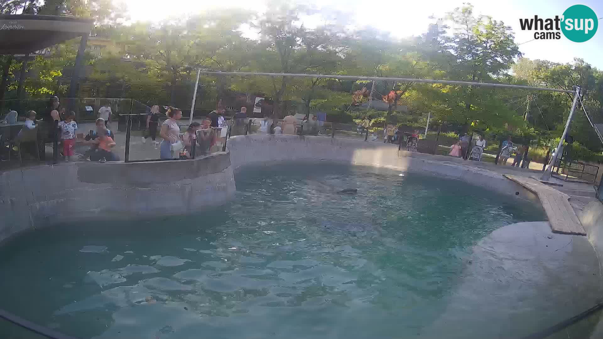 Zoo Zagreb – California Sea Lion