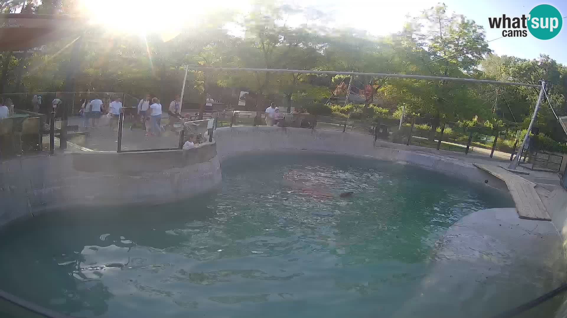 Zoo Zagreb – Kalifornijski morski lev