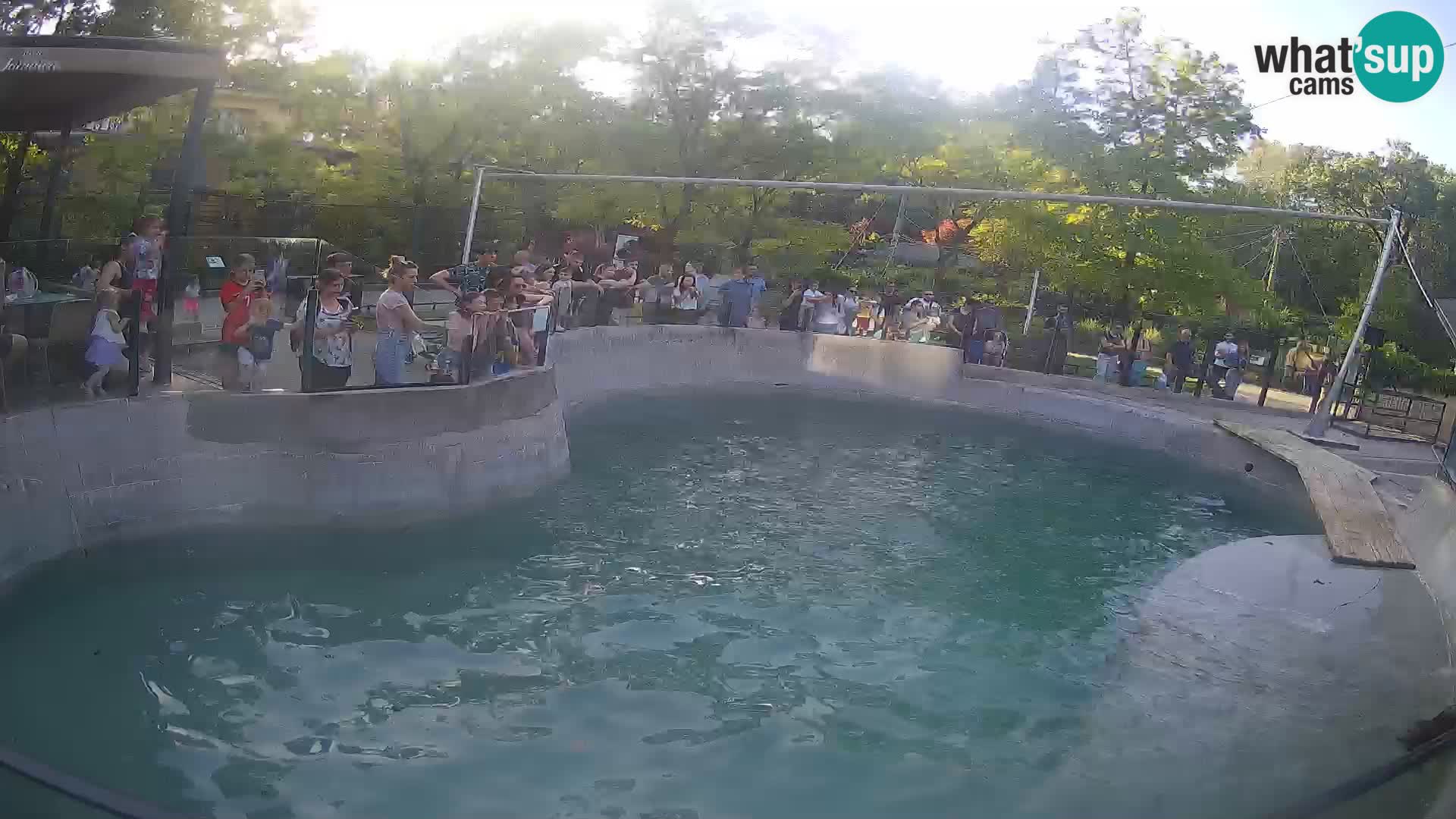 Zoo Zagreb – Kalifornischer Seelöwe