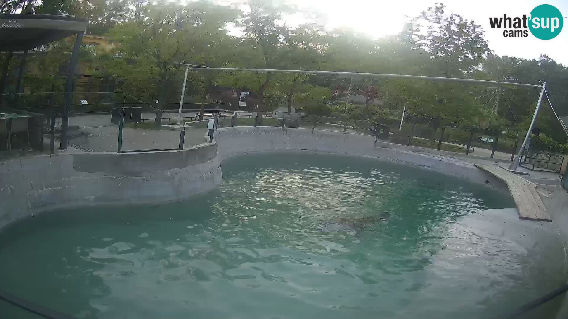 Zoo Zagreb – Kalifornijski morski lev