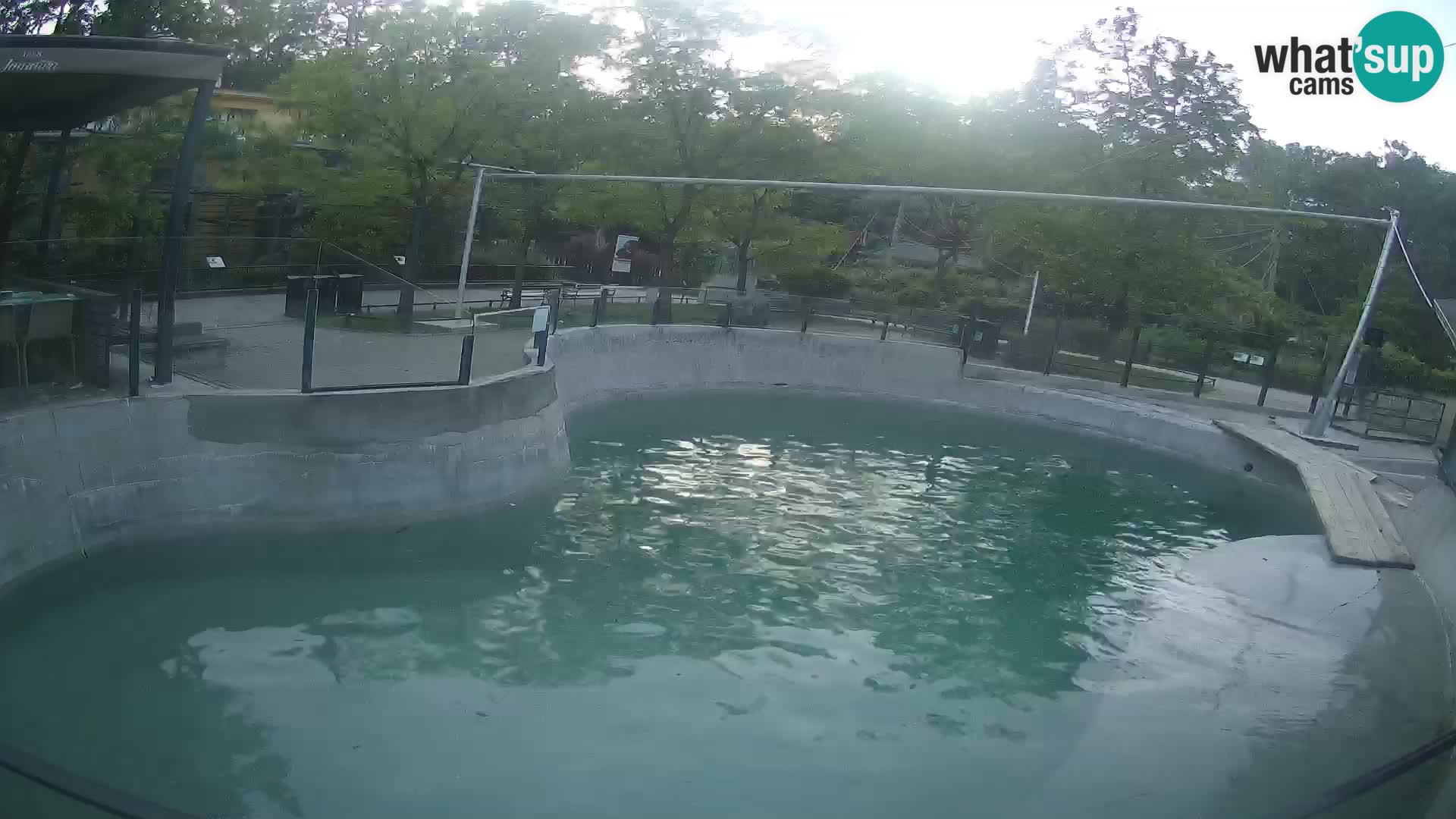 Zoo Zagreb – Kalifornischer Seelöwe