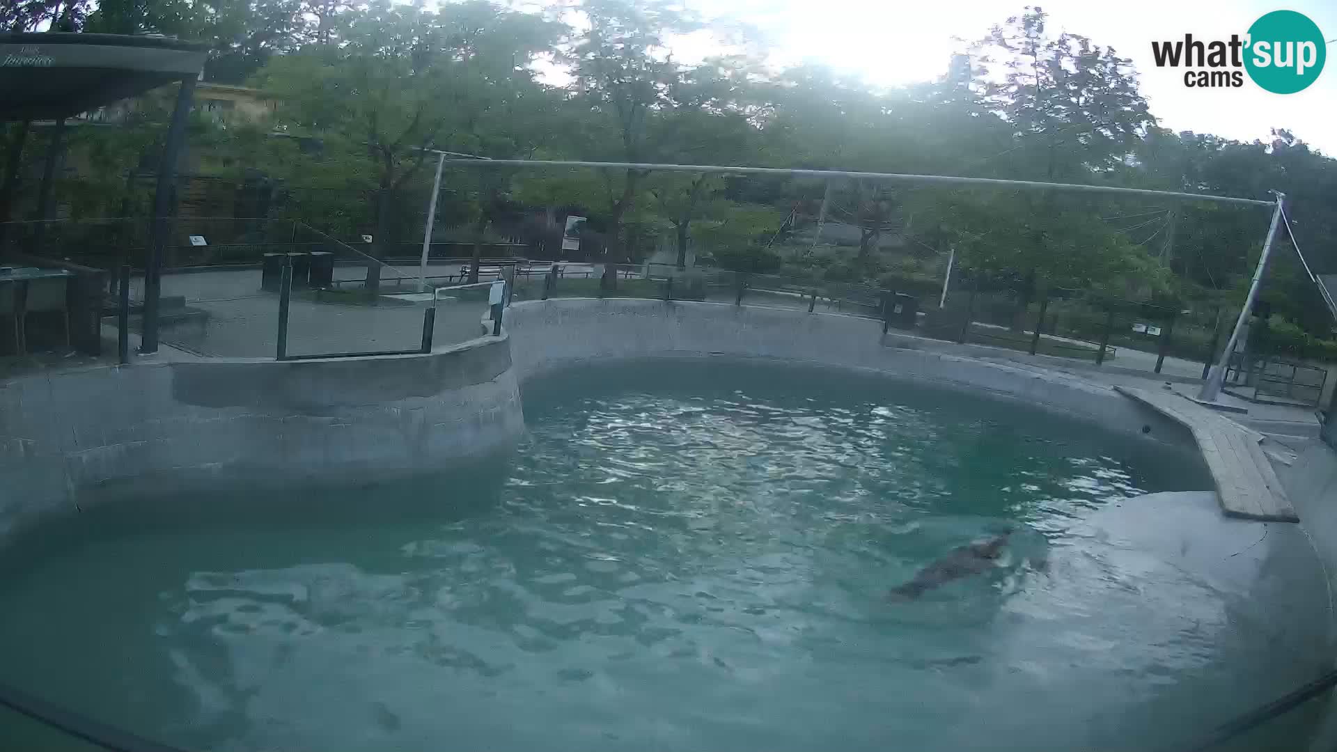 Zoo Zagreb – Kalifornijski morski lev