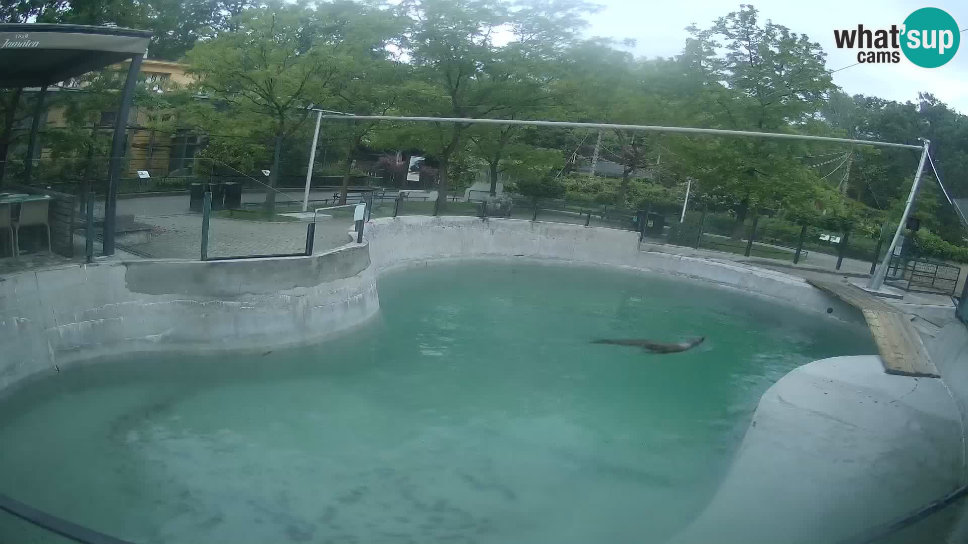 Zoo Zagreb – Kalifornijski morski lev