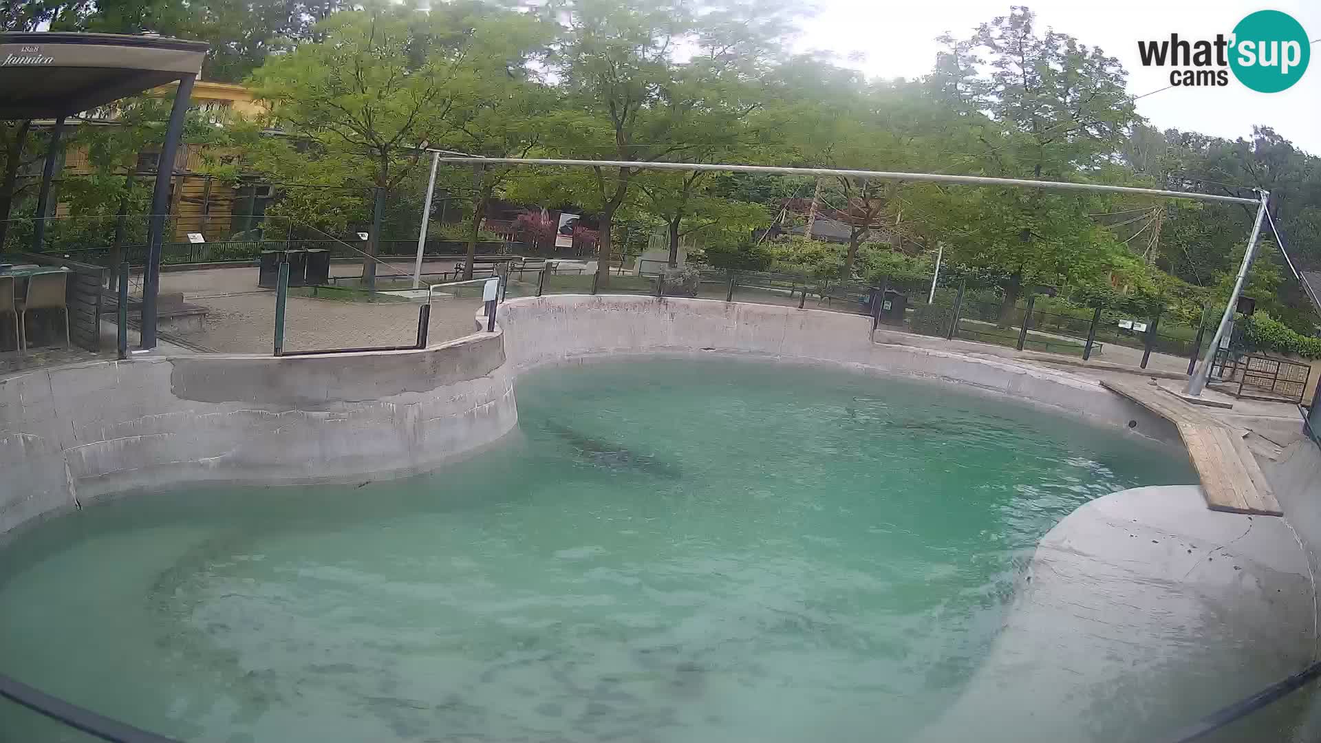 Zoo Zagreb – California Sea Lion