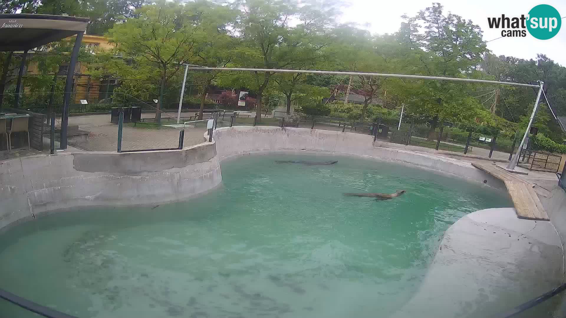 Zoo Zagreb – Kalifornijski morski lav