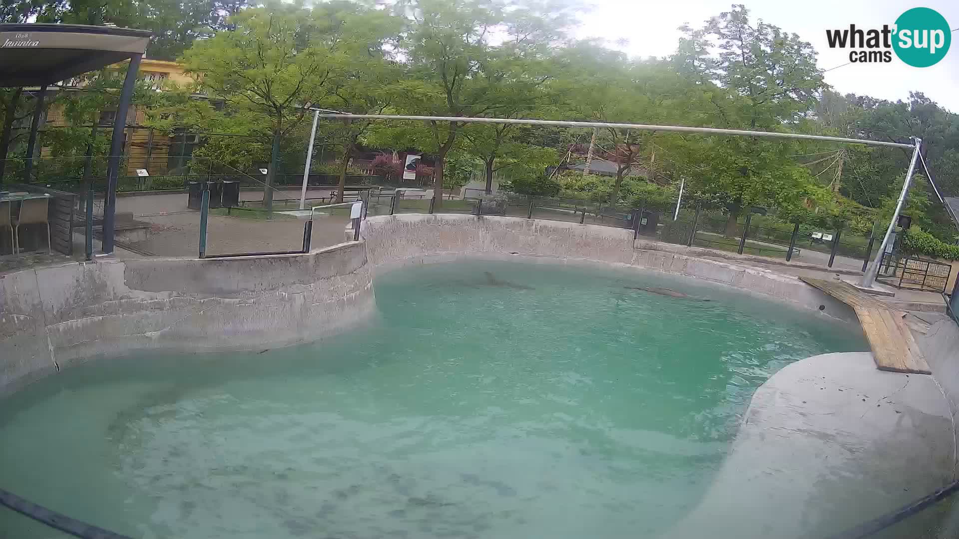 Zoo Zagreb – Otaria della California