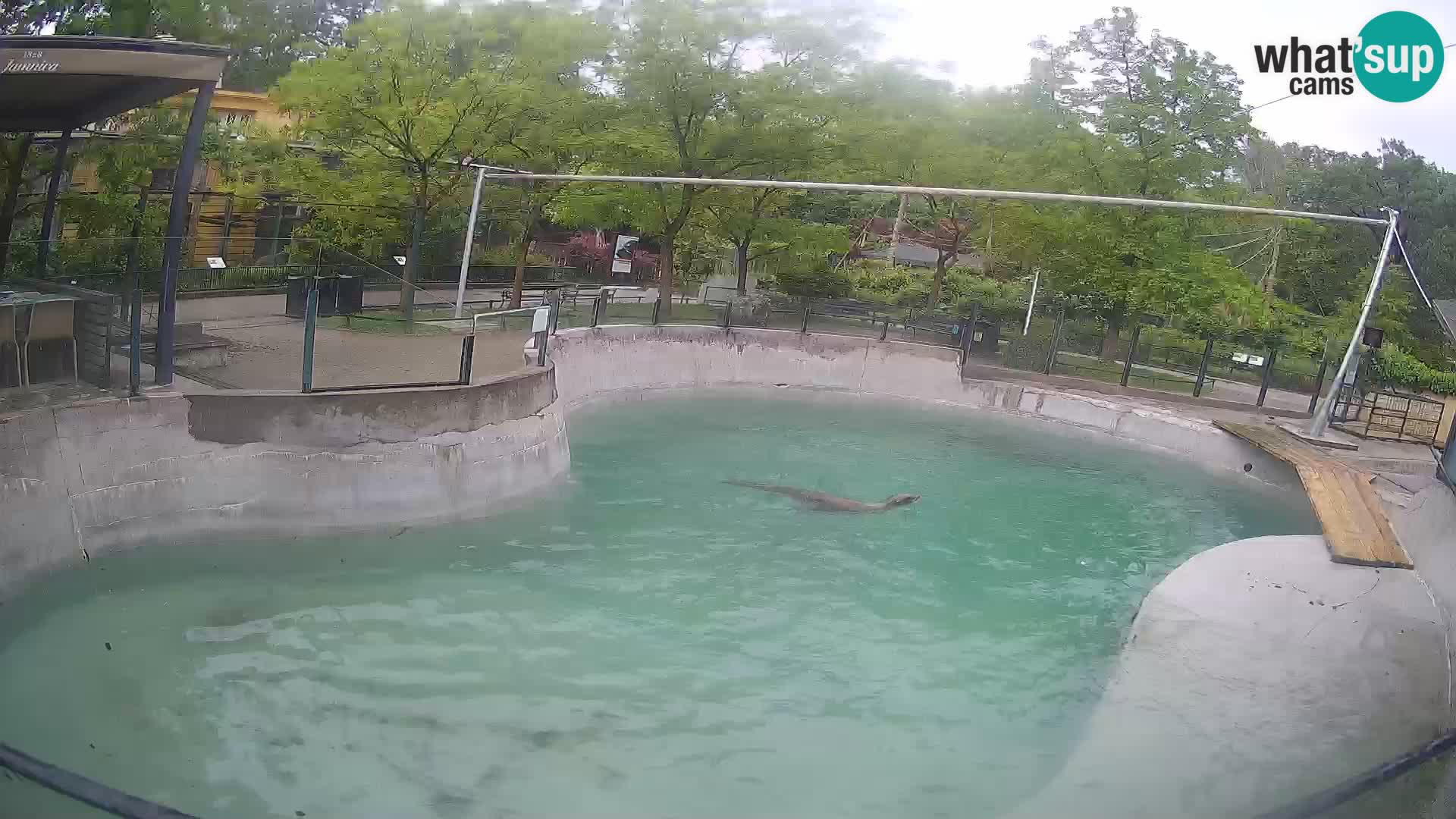 Zoo Zagreb – Kalifornijski morski lev