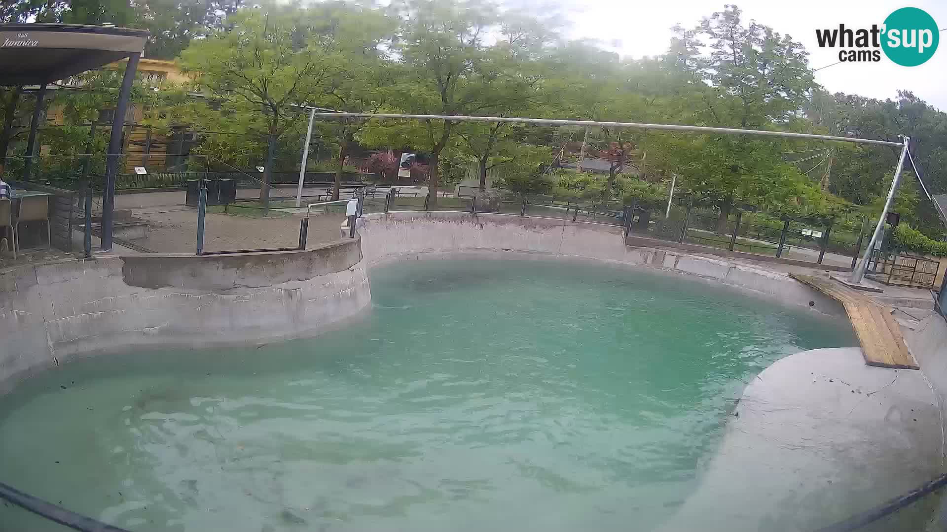 Zoo Zagreb – Otaria della California