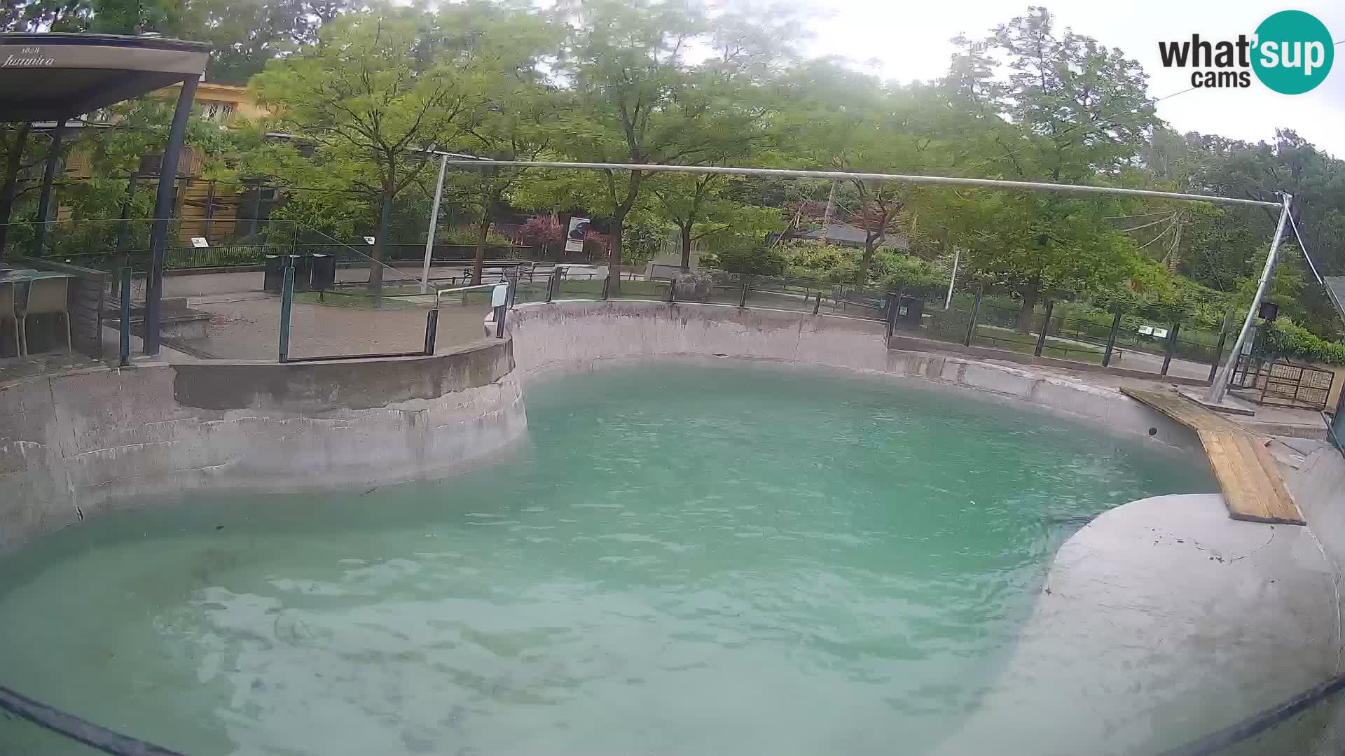 Zoo Zagreb – Kalifornijski morski lav