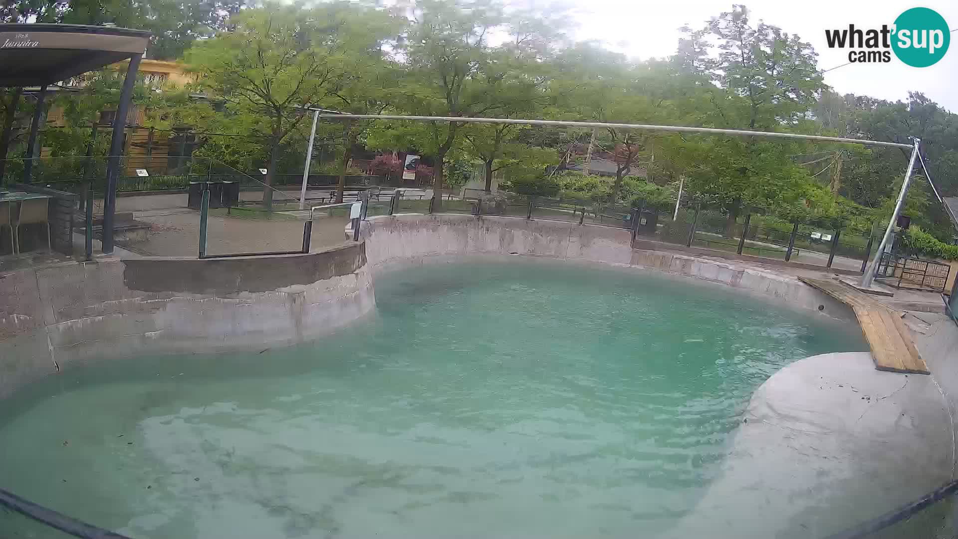 Zoo Zagreb – Kalifornijski morski lav