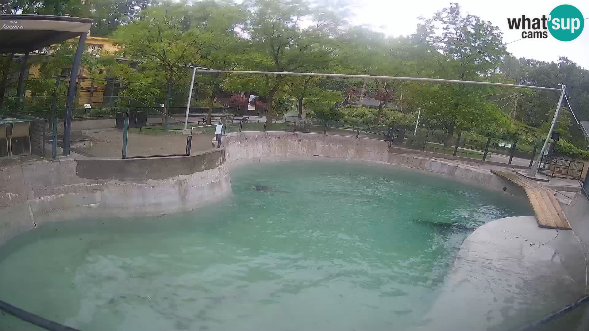 Zoo Zagreb –  León marino de California