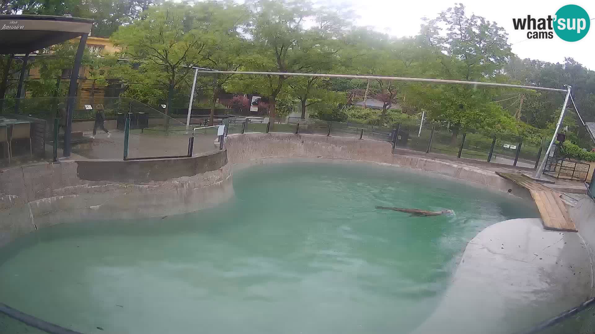 Zoo Zagreb – Otarie de Californie