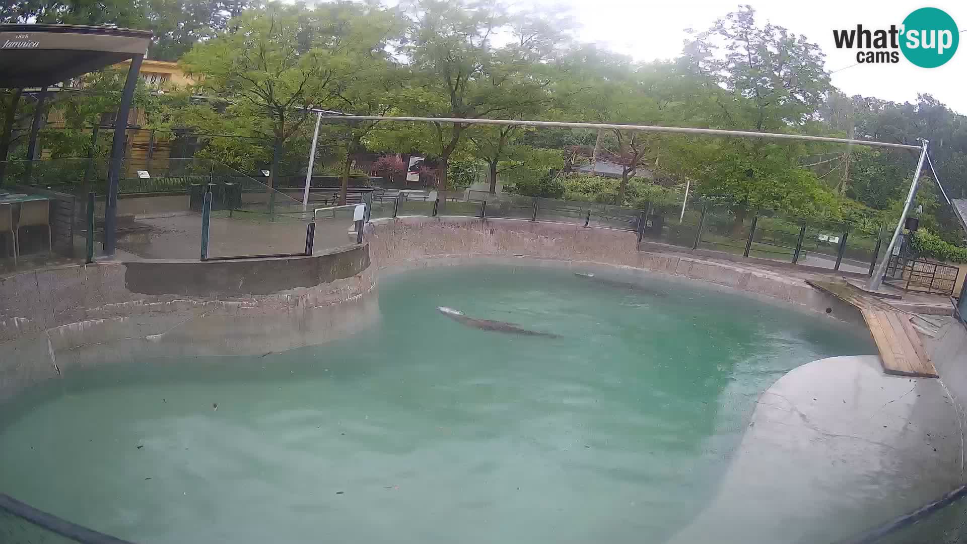 Zoo Zagreb – Otarie de Californie