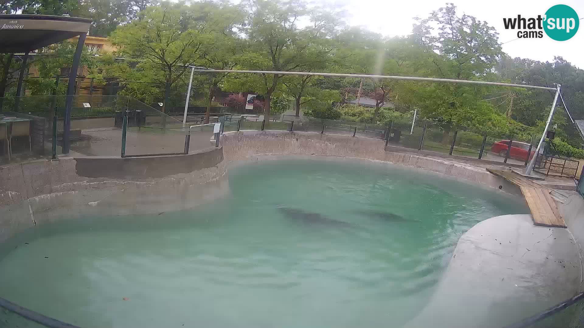 Zoo Zagreb – Otarie de Californie