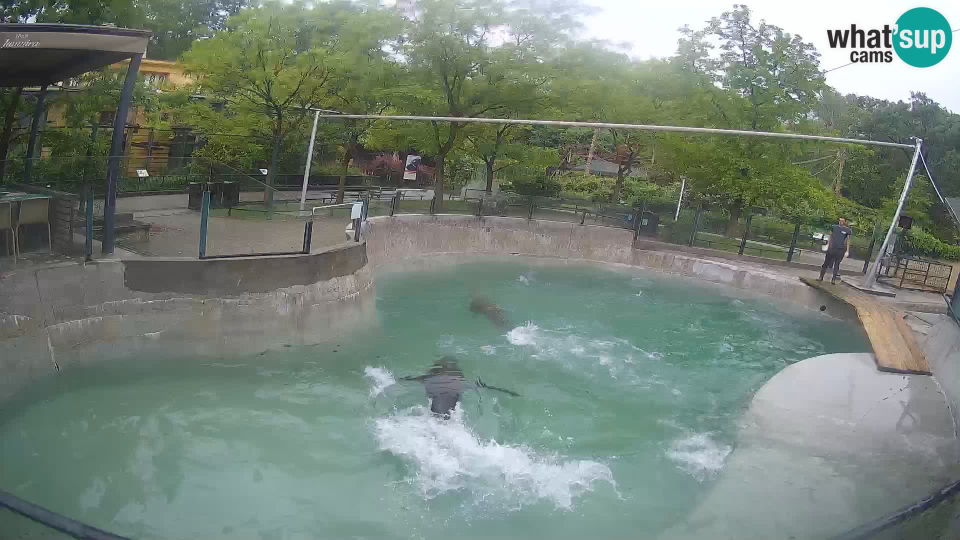 Zoo Zagreb – Kalifornijski morski lev