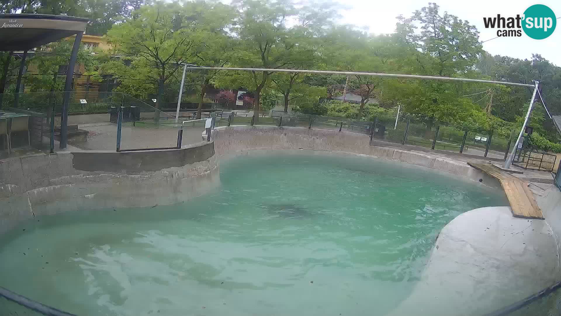 Zoo Zagreb – Kalifornischer Seelöwe