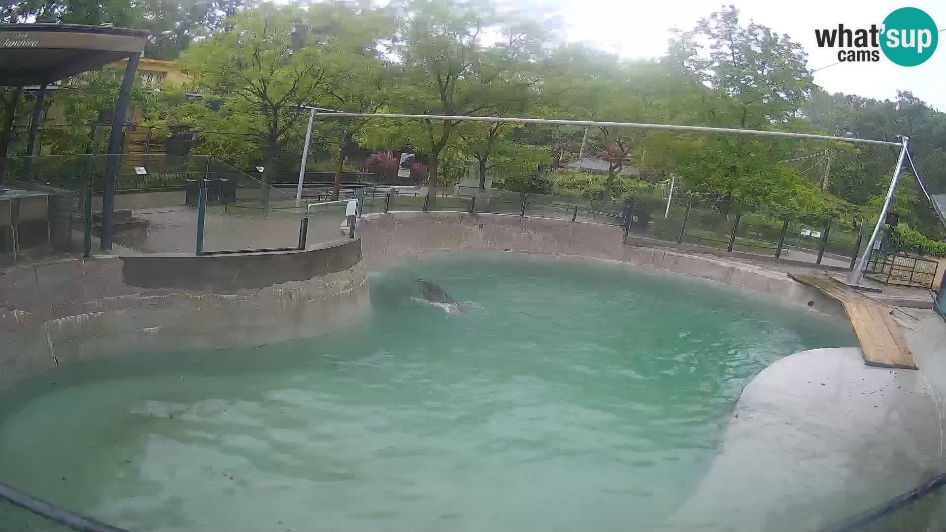 Zoo Zagreb – Otarie de Californie