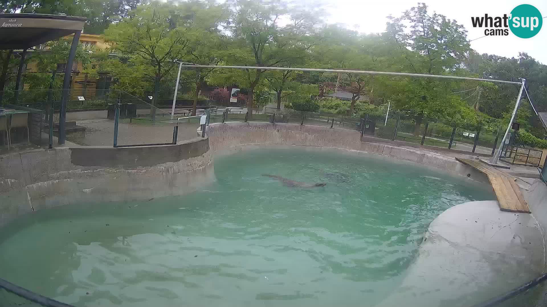 Zoo Zagreb – Kalifornijski morski lev
