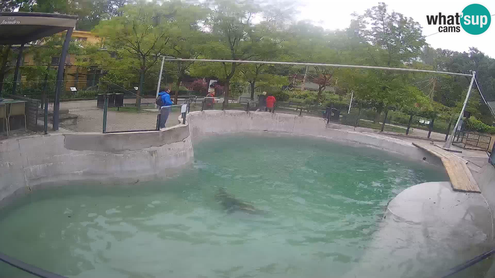 Zoo Zagreb – Kalifornijski morski lev