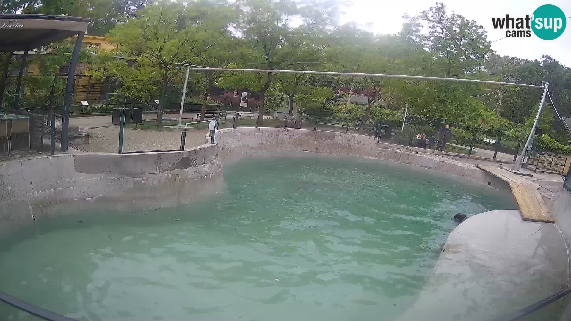 Zoo Zagreb – California Sea Lion
