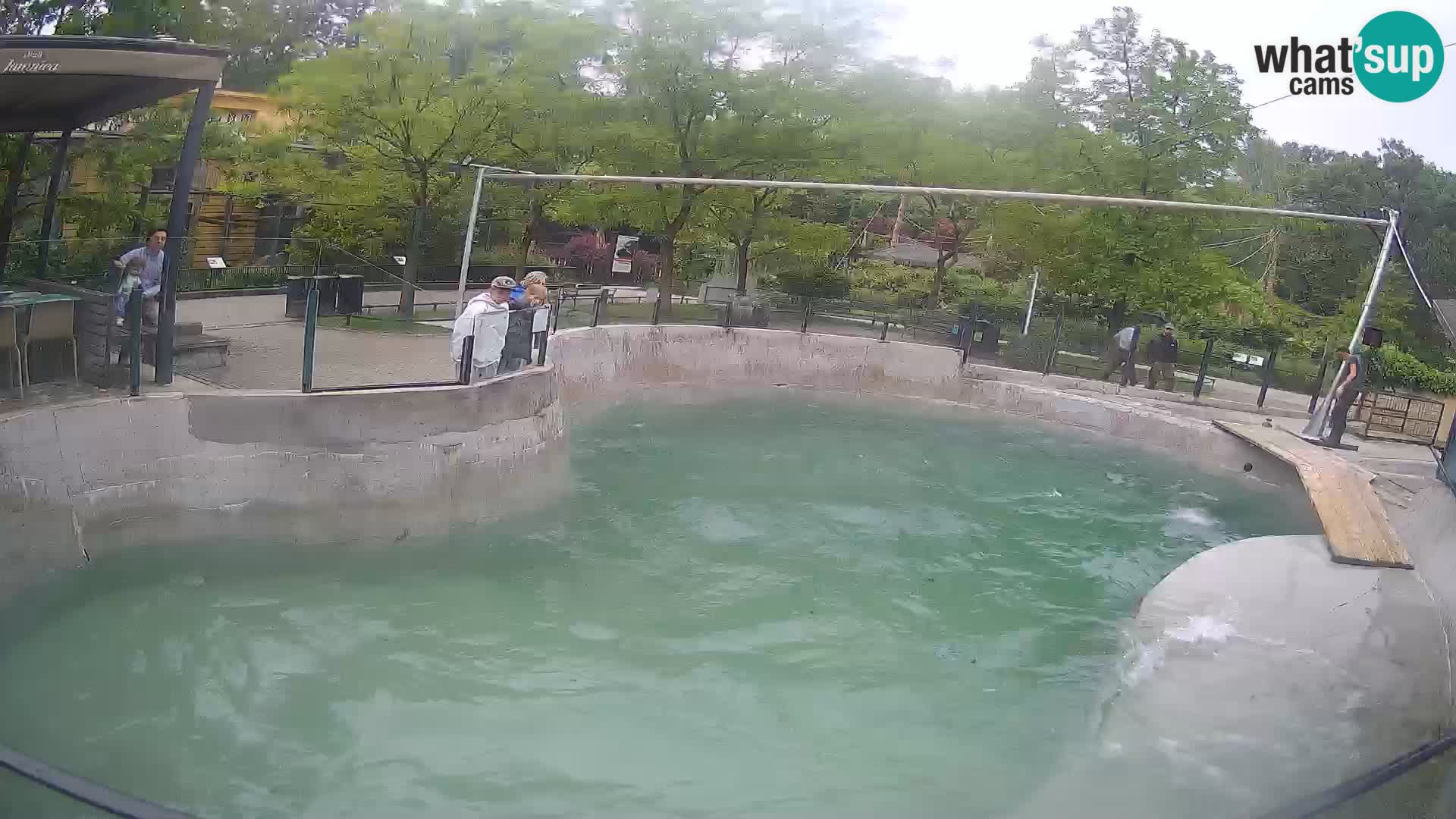 Zoo Zagreb – California Sea Lion