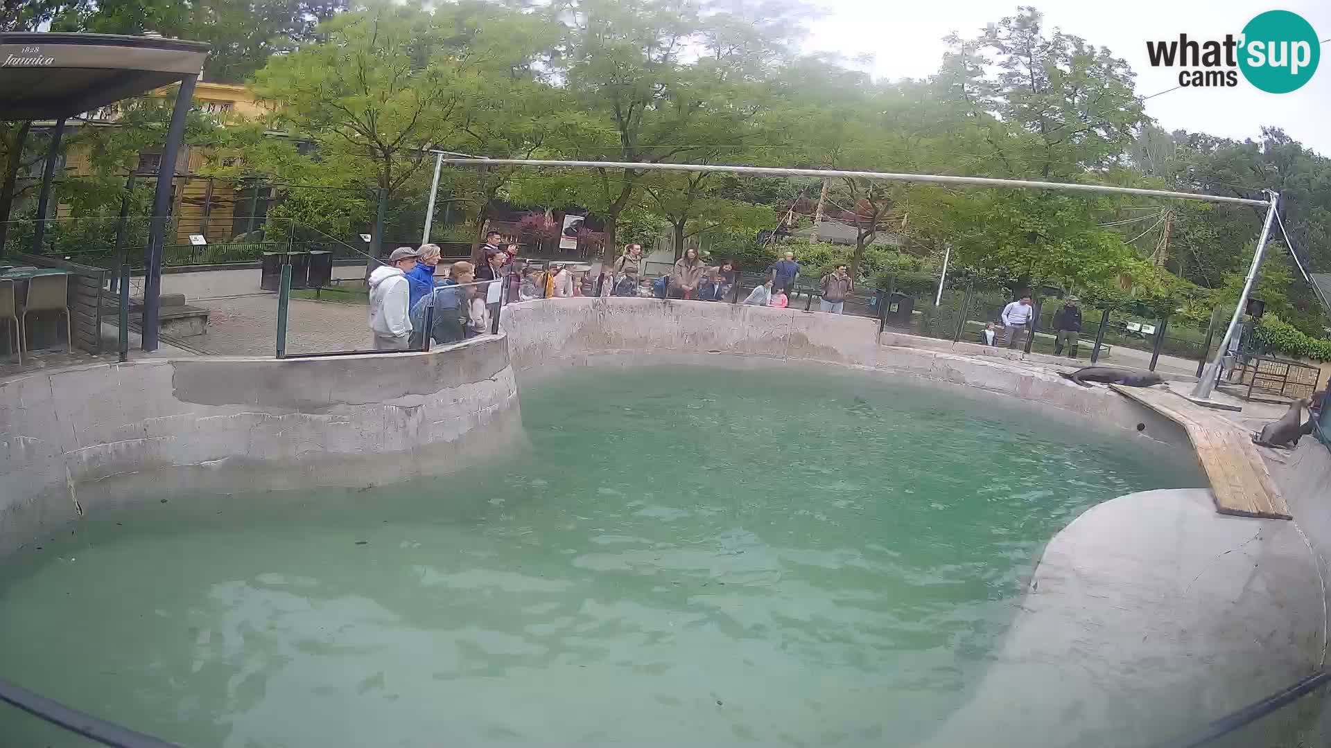 Zoo Zagreb – Otaria della California