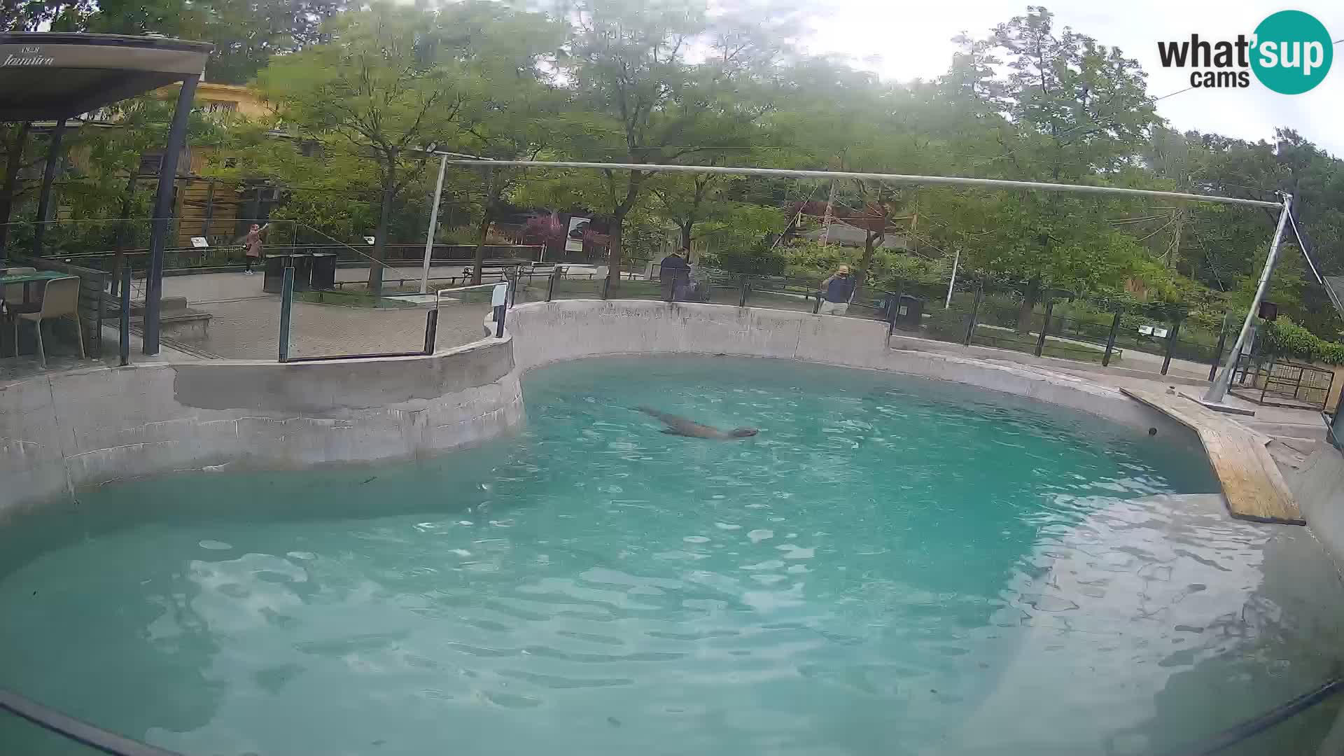 Zoo Zagreb – Kalifornijski morski lev