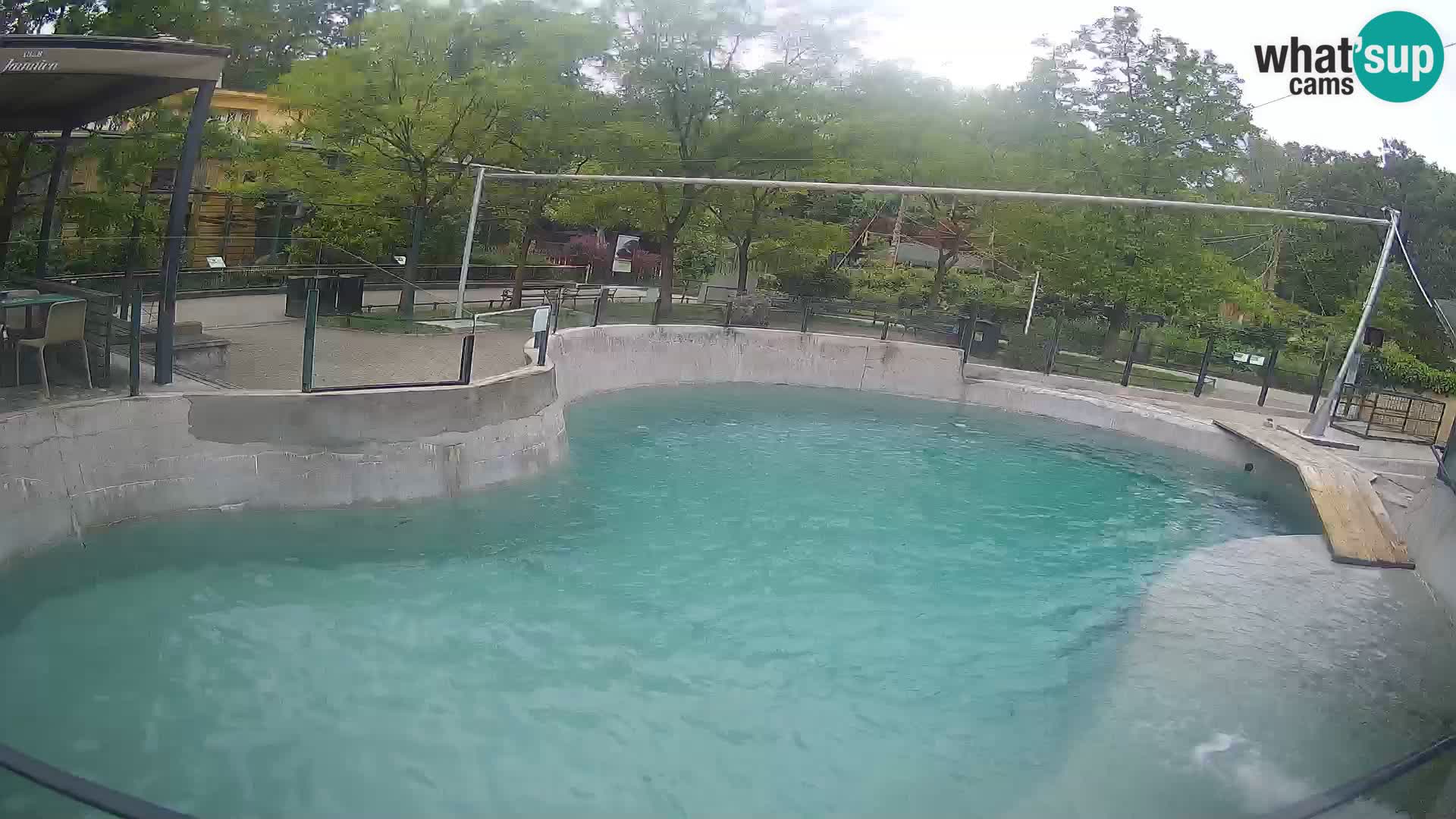 Zoo Zagreb – California Sea Lion