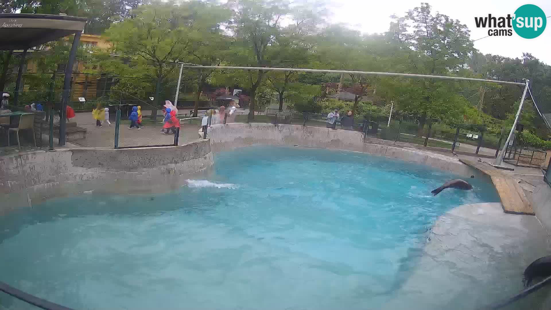Zoo Zagreb – California Sea Lion