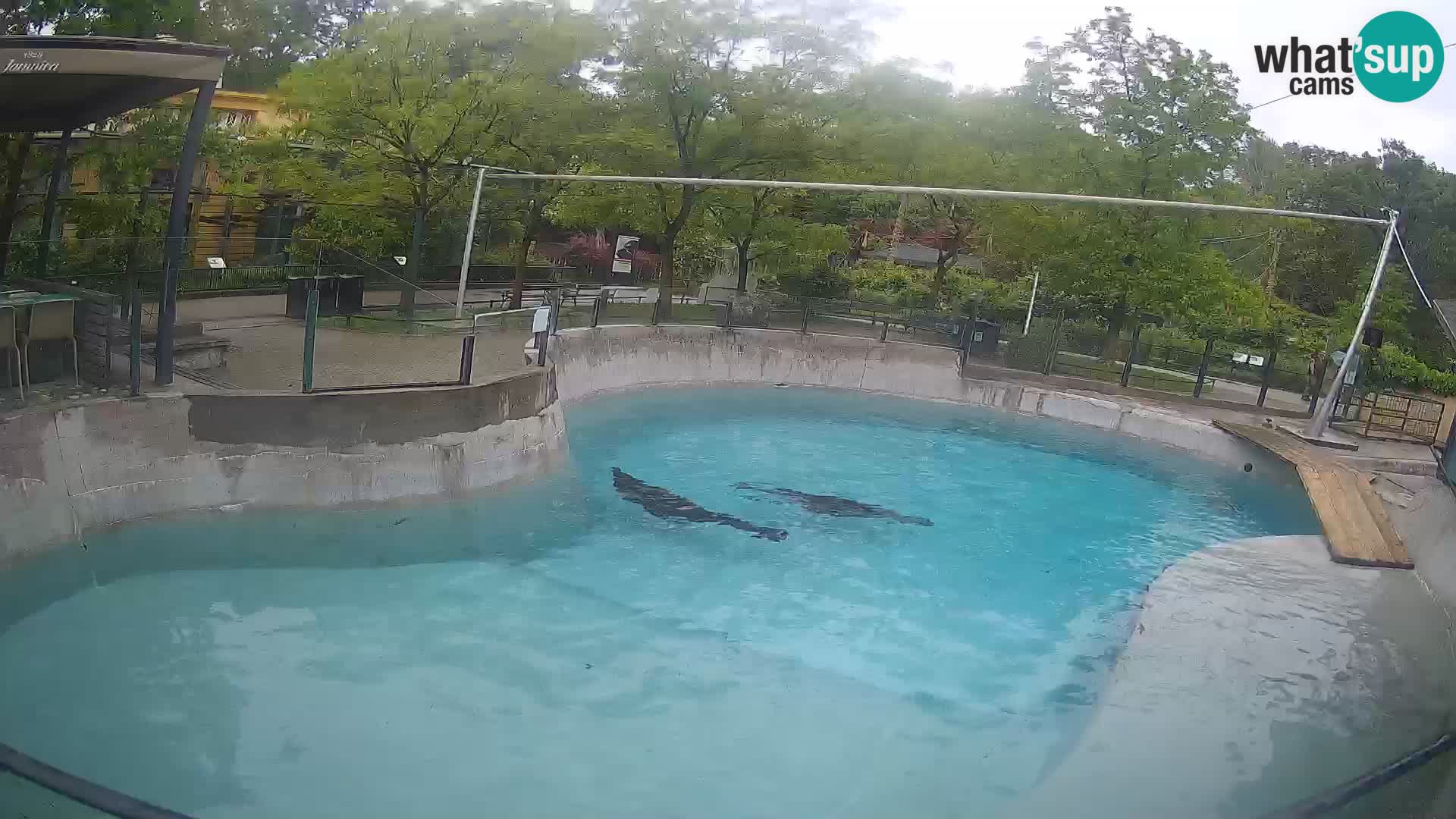 Zoo Zagreb – Otaria della California