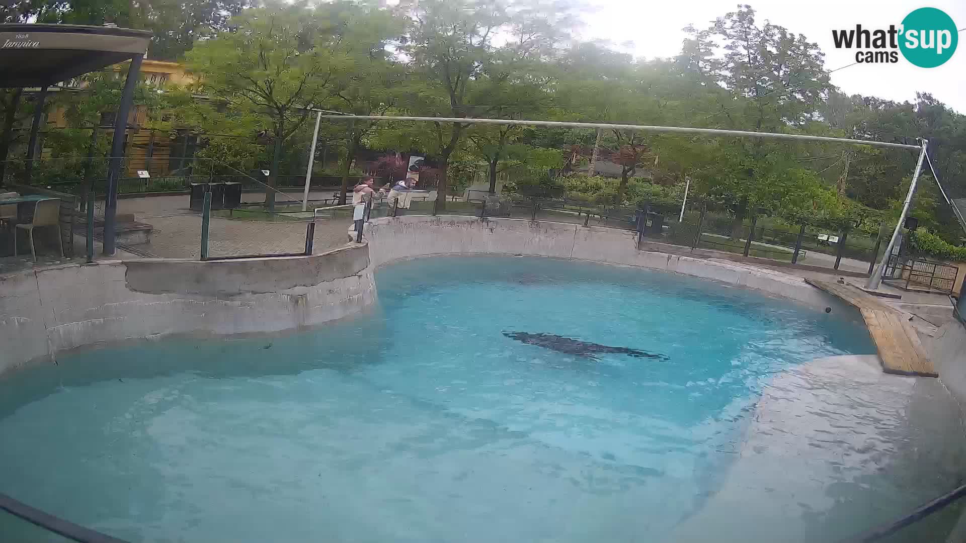 Zoo Zagreb – Otaria della California