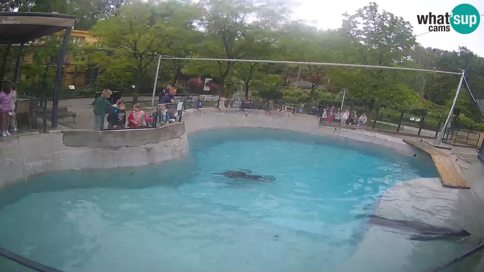 Zoo Zagreb – Otarie de Californie