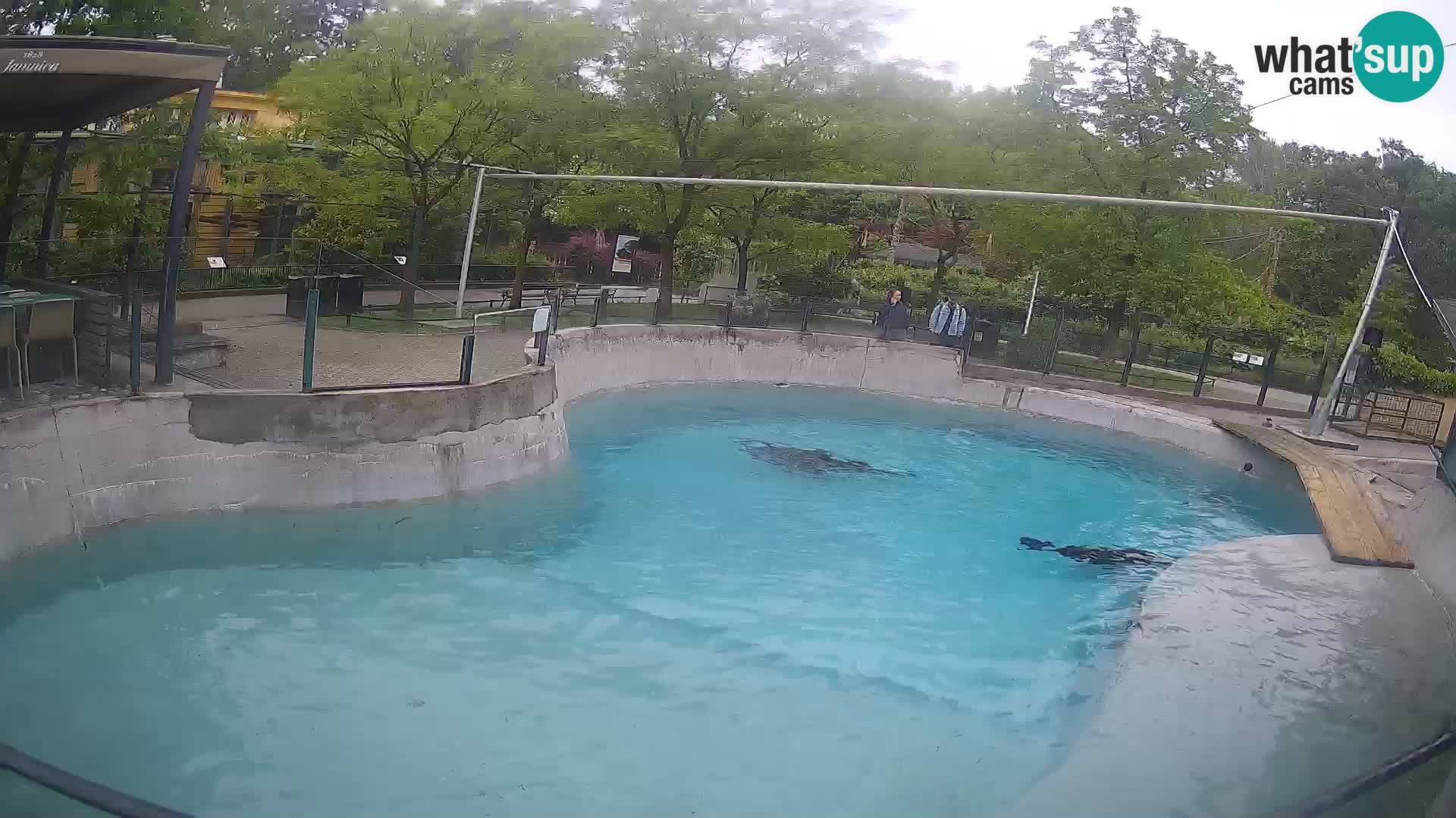 Zoo Zagreb – Otaria della California