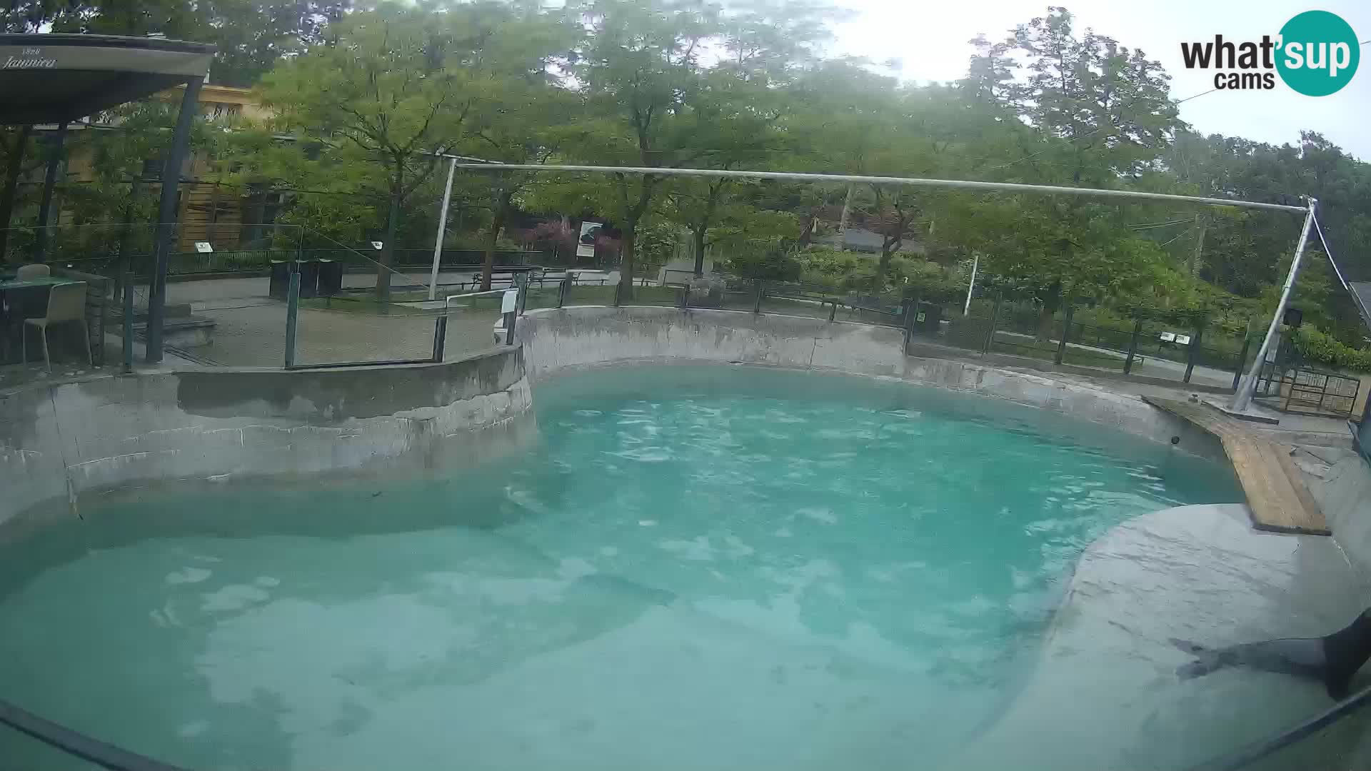 Zoo Zagreb – Otaria della California
