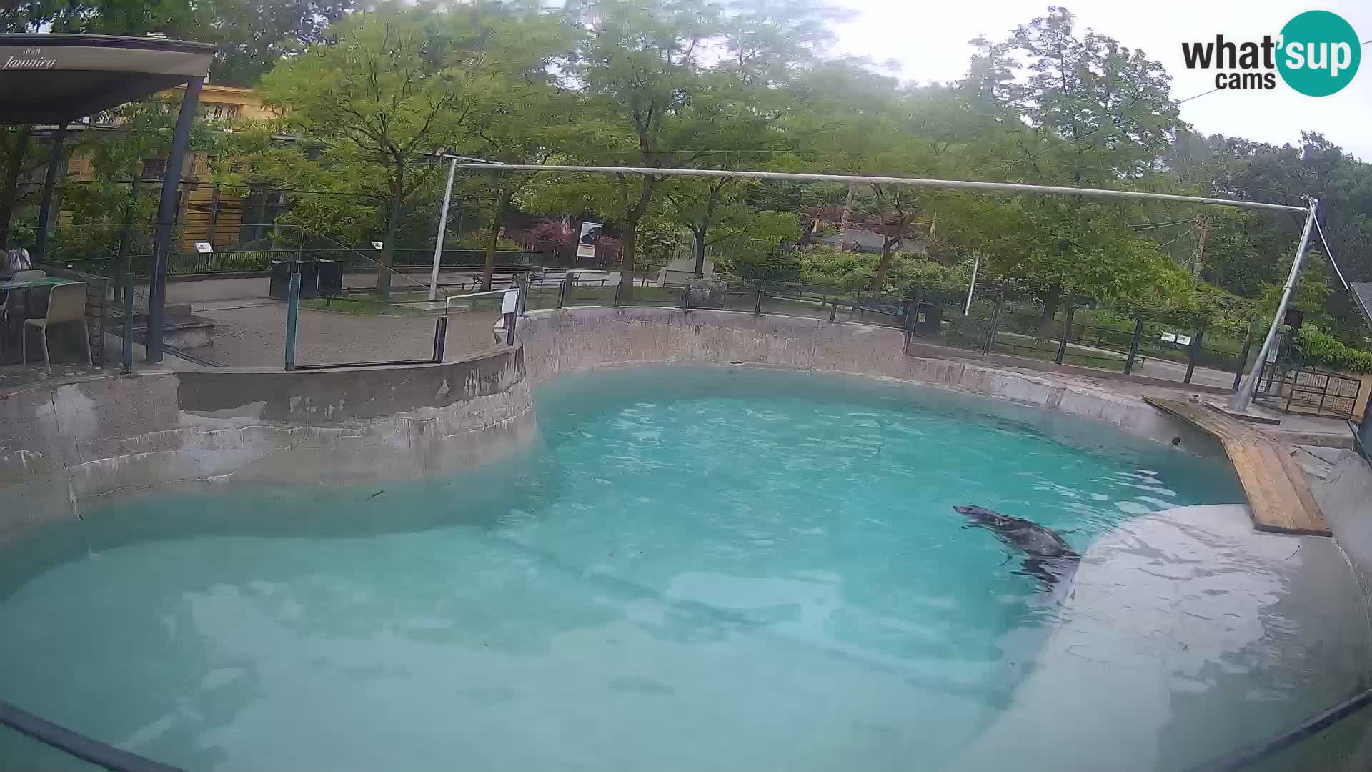 Zoo Zagreb – Otaria della California