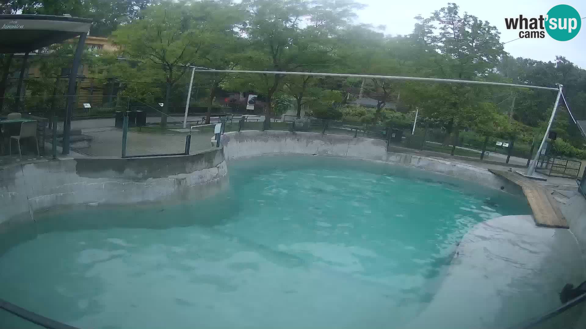 Zoo Zagreb – Otaria della California