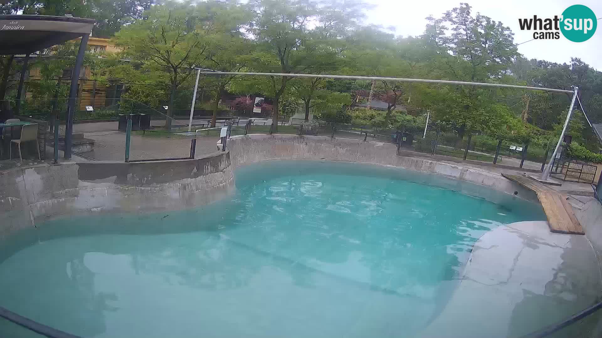 Zoo Zagreb – Kalifornijski morski lav